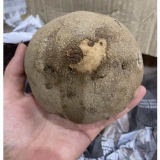 Củ Bình Vôi thái có lá 1kg sp8