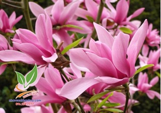 Cây giống Hoa Mộc Lan