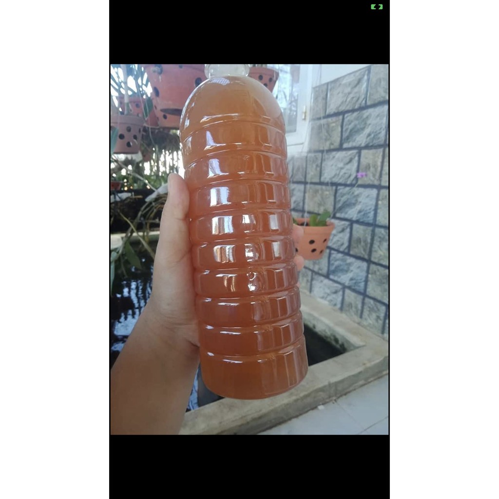 (BAO TEST) MẬT ONG HOA CÀ PHÊ NGUYÊN CHẤT HOÀN TIỀN NẾU PHÁT HIỆN KHÔNG CHẤT LƯỢNG | BigBuy360 - bigbuy360.vn