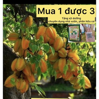 caykiengsadec cây khế ngọt, khế chua + tặng  phân bón - hoa kiểng lá - trang trí cảnh quan sân vườn ngoài trời