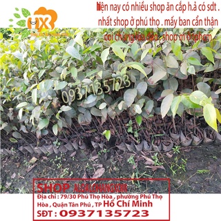 combo 5 cây sao đen -cây giống
