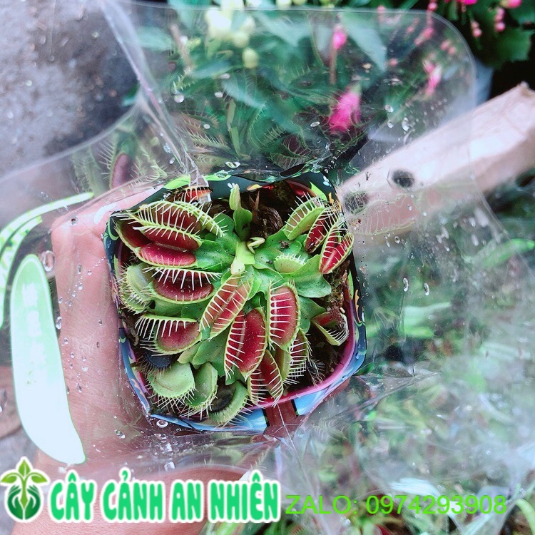 Cây Bẫy Kẹp Bắt Mồi