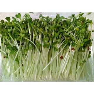 HẠT MẦM CỦ CẢI TRẮNG - GÓI 20 GRAM