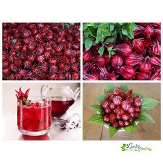 5 hạt giống atiso đỏ xtra tặng kèm phân và kích mầm