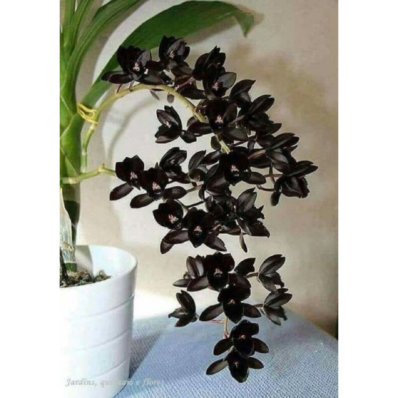 Hoa lan Thiên Nga đen  - bán cây hình số 9, chưa hoa