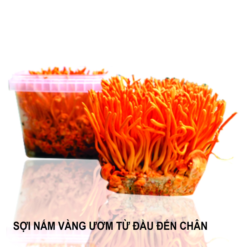 Đông trùng hạ thảo tươi NOCOVY, nấm dược liệu nuôi trồng hữu cơ tại Việt Nam, tăng cường đề kháng bảo hành 1 đổi 1
