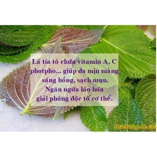 Bột Lá Tía Tô Nguyên Chất (Perilla Frutescens Powder)