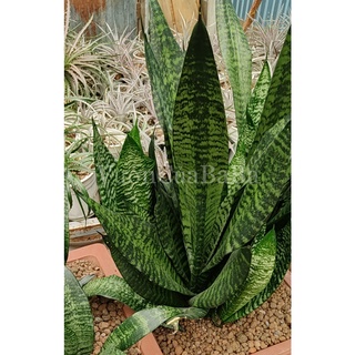 Cây lưỡi hổ vằn xanh - Sansevierias Trifasciata Futura Robusta