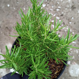 Chậu cây hương thảo, Rosmarinus officinalis, rosemary - Summer Garden