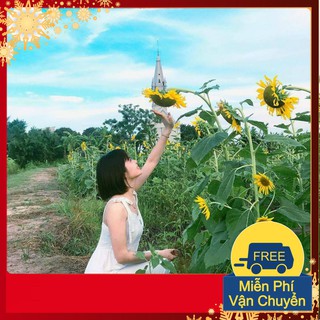 Hạt Giống Hoa Hướng Dương Cao