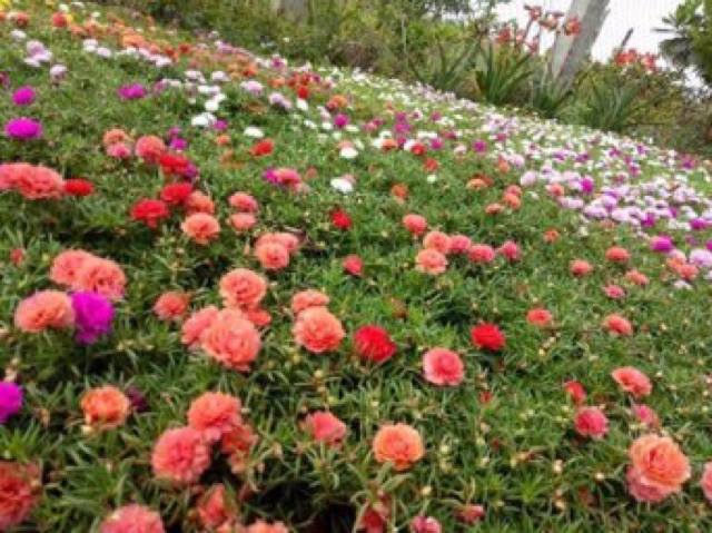 Hạt giống hoa mười giờ mỹ gói 200 hạt. đóng gói bao bì