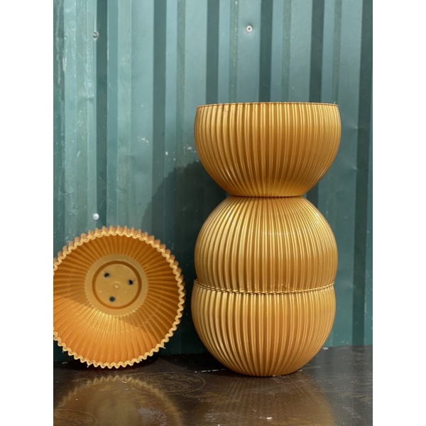 Chậu Gân sọc để bàn màu Vàng Đồng      và Trăng   derco siêu siêu đẹp ạ - Ảnh thật