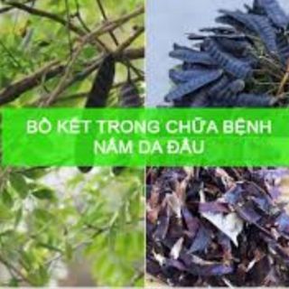 [Giá buôn] 500g Bồ kết rừng.Bắc kạn thơm sạch