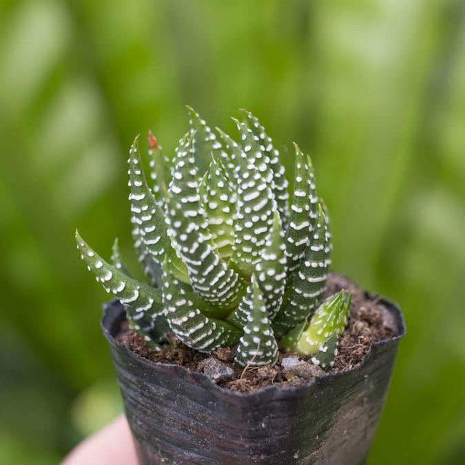 Móng rồng cụp 3-5cm - Vườn sen đá