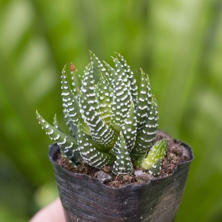 Sen đá móng rồng cụp 3-5cm - Vườn sen đá