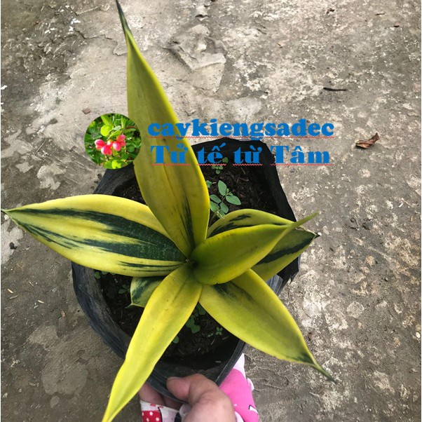 Caykiengsadec cây lưỡi hổ hoàng kim+ tặng  phân bón - hoa kiểng lá - trang trí nội thất cảnh quan ngoài trời sân vườn