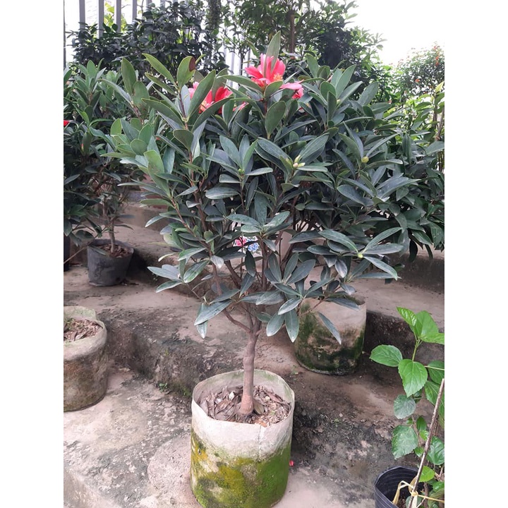 Cây trà my tứ quý cánh đơn hàng giống bao đẹp
