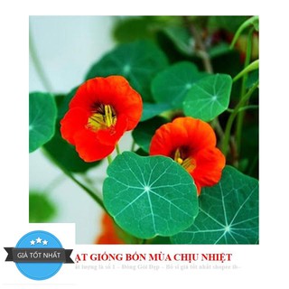 Hạt Giống Hoa Sen Cạn - 5 Hạt