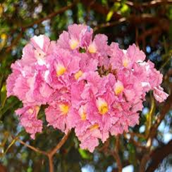 CÂY KÈN HỒNG GIỐNG