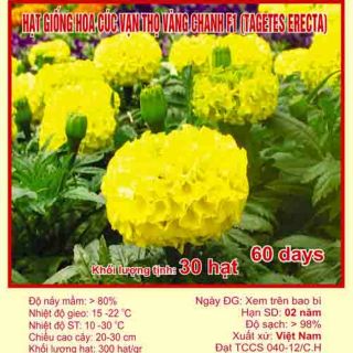 Hạt Giống Hoa Cúc Vạn Thọ Vàng Chanh F1
