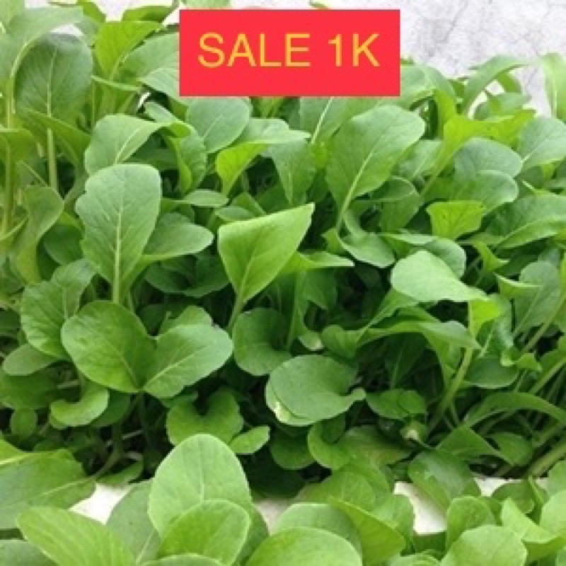 (SALE 1K) 300 Hạt giống rau cải ngọt