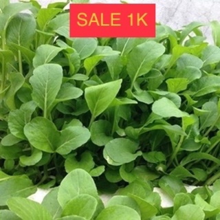 300 Hạt giống rau cải ngọt