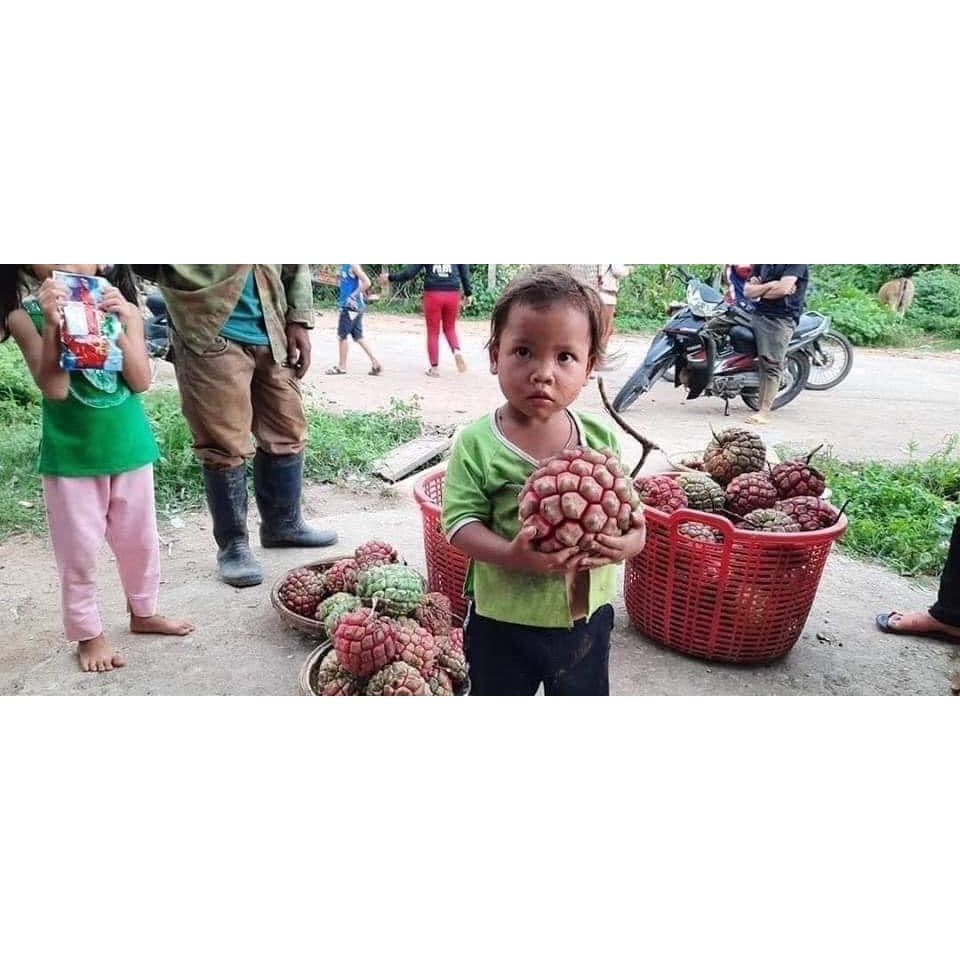 Na rừng Gia Lai 1kg