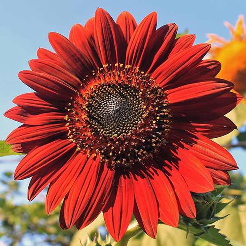 30h Hạt Giống Hoa Hướng Dương Đỏ Velvet - TaNe Garden
