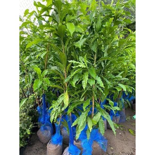 VÚ SỮA HOÀNG KIM  Cây giống cao 20-30cm Cây phát triển rễ khỏe, xanh tốt, sạch bệnh. 👉CAM KẾT GIỐNG CHUẨN 100% 👉 ,,,,,