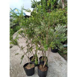 Cây hoa liễu siêu hoa