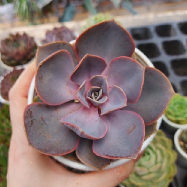 Sen đá hồng tròn cỡ to