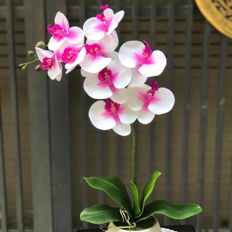 Cành Hoa Lan Hồ Điệp Cao Su 9 bông Loại Sịn