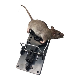 Bẫy Chuột Thông Minh - Bắt Được Chuột Ngay Lần Đầu Sử Dụng