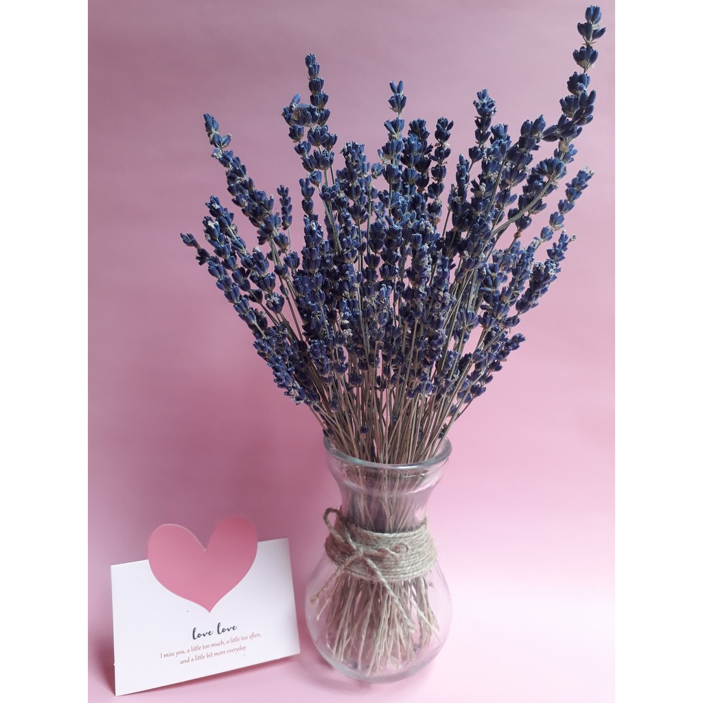 hoa lavender - oải hương-1k/cành ( hoa thật sấy khô)