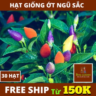 ( BOK GARDEN ) HẠT GIỐNG ỚT NGŨ SẮC 30 HẠT