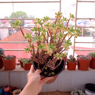 (SEDUM PACHYPHYLLUM) BỤI SEN ĐÁ THẠCH NGỌC THỤ LỚN