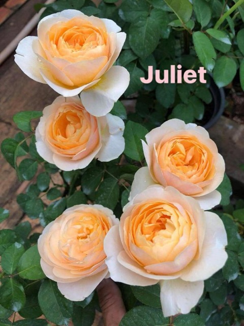Cây hoa hồng juliet cam cá hồi