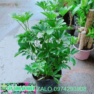 Cây Ngũ Gia Bì