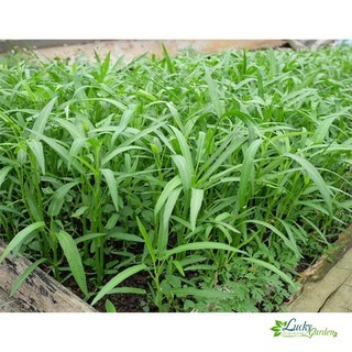 100g hạt giống rau muống xtra