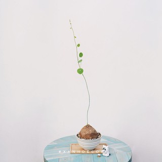 Củ bình vôi💥 giá sỉ rẻ 039.8 57.5217💥💥