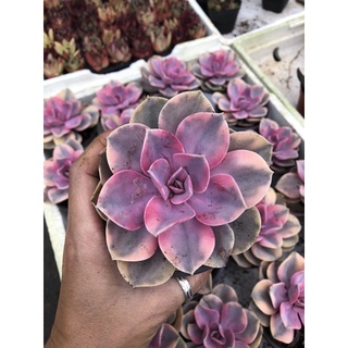 Sen đá hồng dâu var 10cm