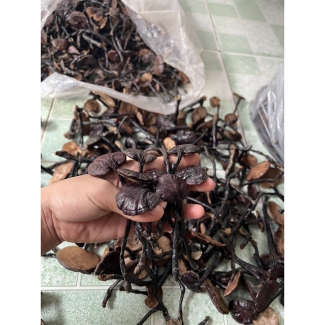 - Nấm Linh Chi Rừng - Hàng Chuẩn 100%