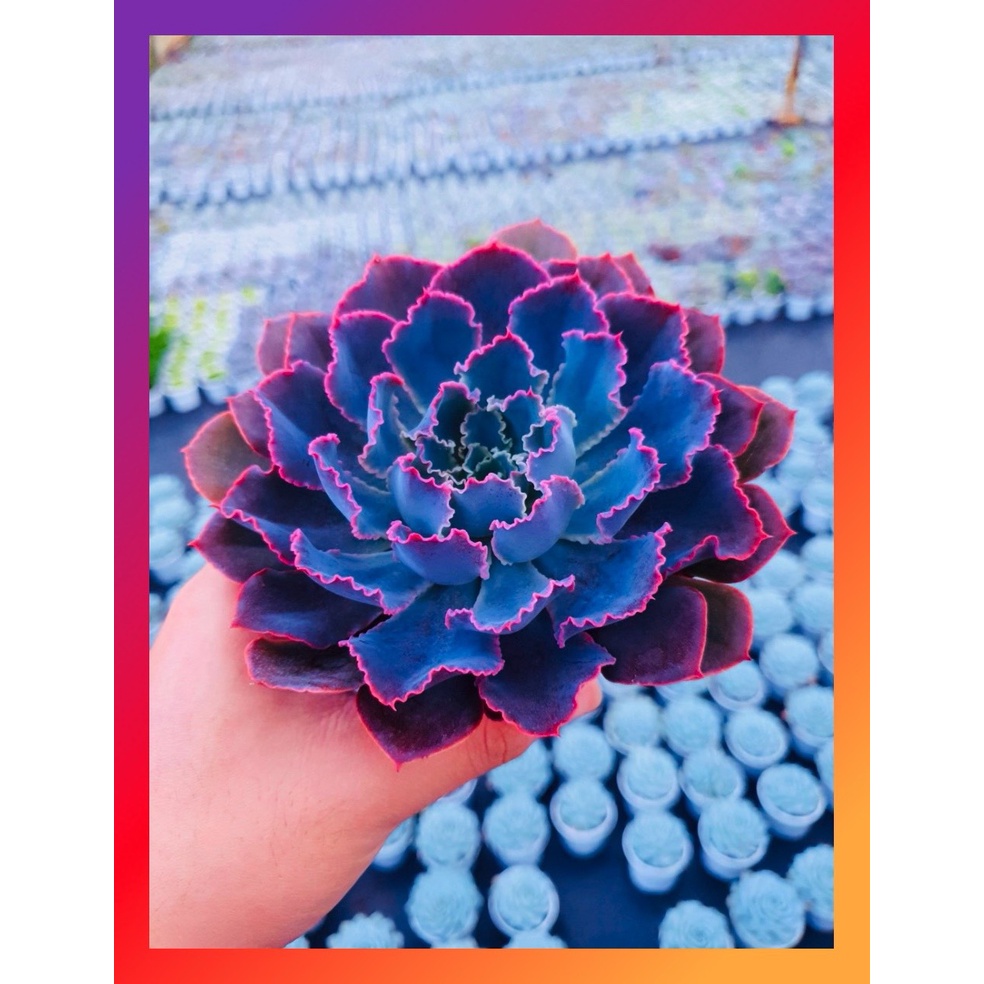 Sen đá bắp cải aurora purple SONDA GARDEN size trung bình 10-12cm, xuất xứ Đà Lạt, khoẻ đẹp, lỗi 1 đổi 1