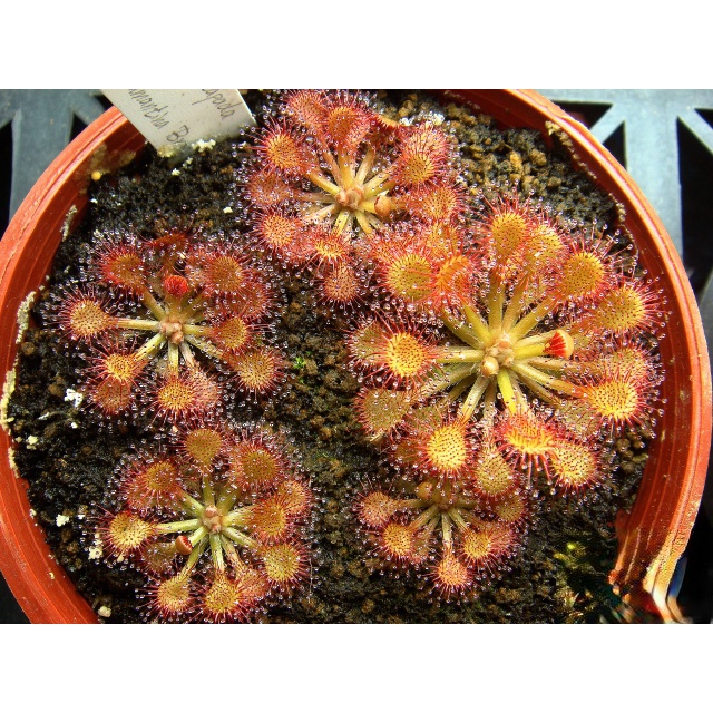 Cây bắt mồi gọng vó Drosera sp Chapada Diamantina Brazil chuyên bắt côn trùng