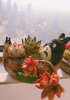 Chậu sen đá totoro