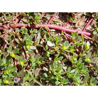 [GIÁ GỐC] Hạt giống cây sâm đất (rau sam) - 0.5 gram