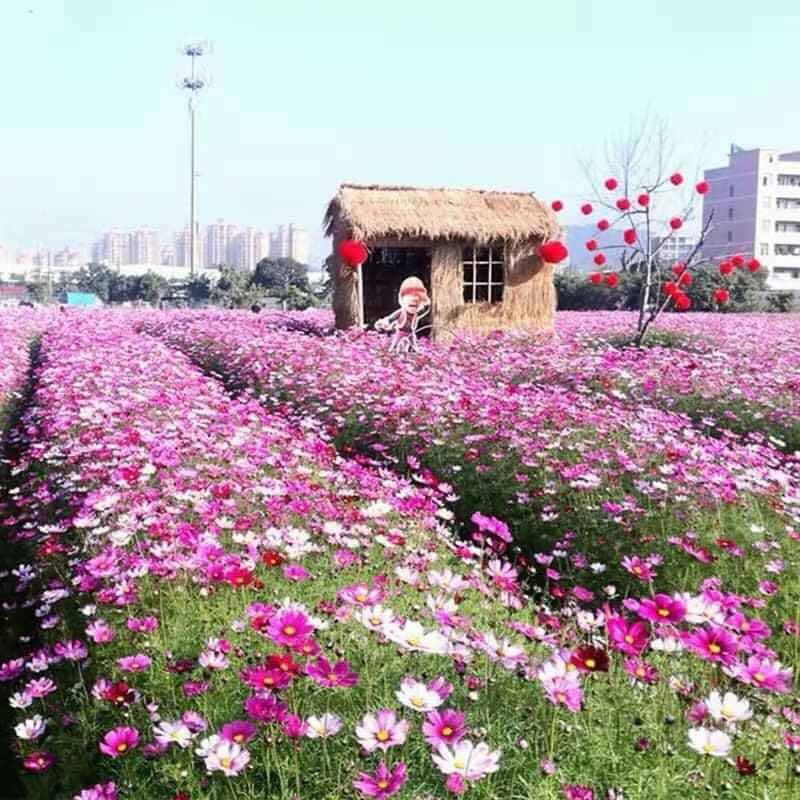HẠT HOA CÁNH BƯỚM  MIX MÀU