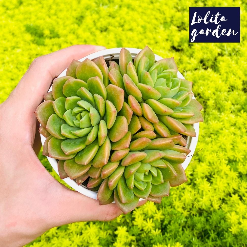 Sen đá mặt trời Đà Lạt size trung bình cây cảnh trang trí nhà cửa Lolita garden