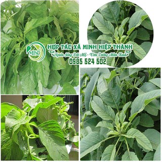 Sale off Hạt giống rau dền xanh lá liễu cực đẹp.