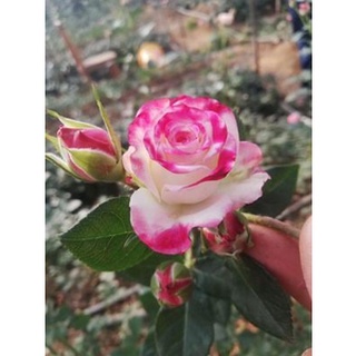 Hoa hồng ngoại Refractive